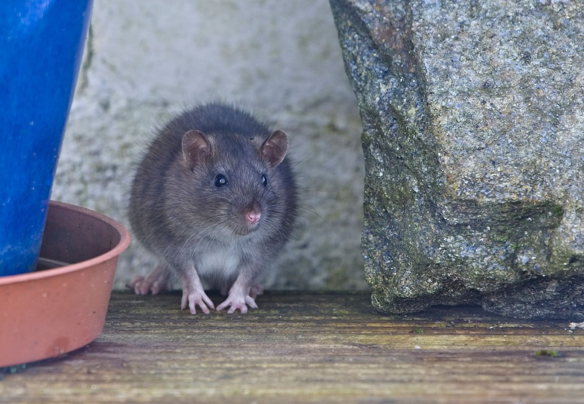 Small gray rat sitting on a wooden surface beside a stone wall and a blue container.