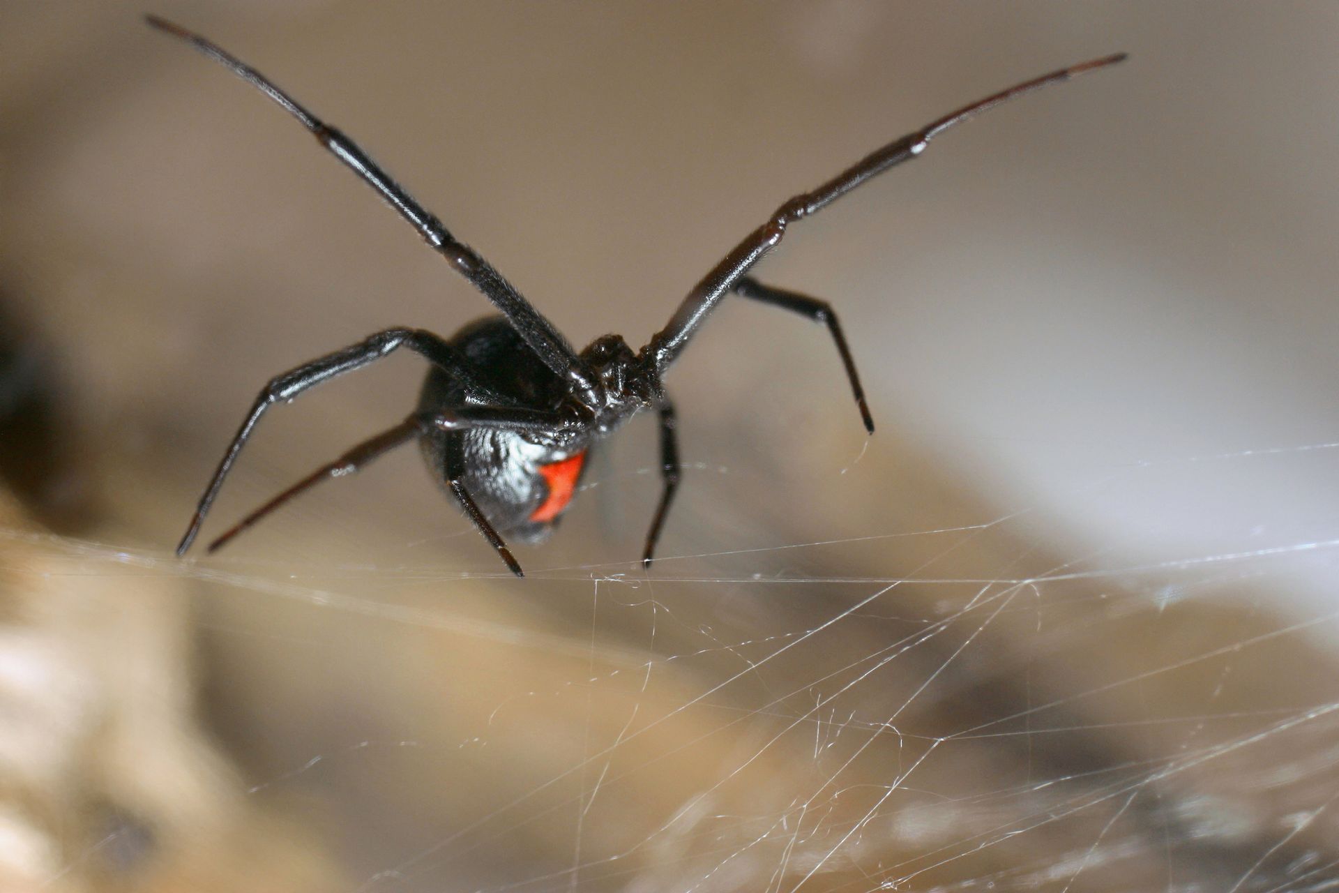 Black widow