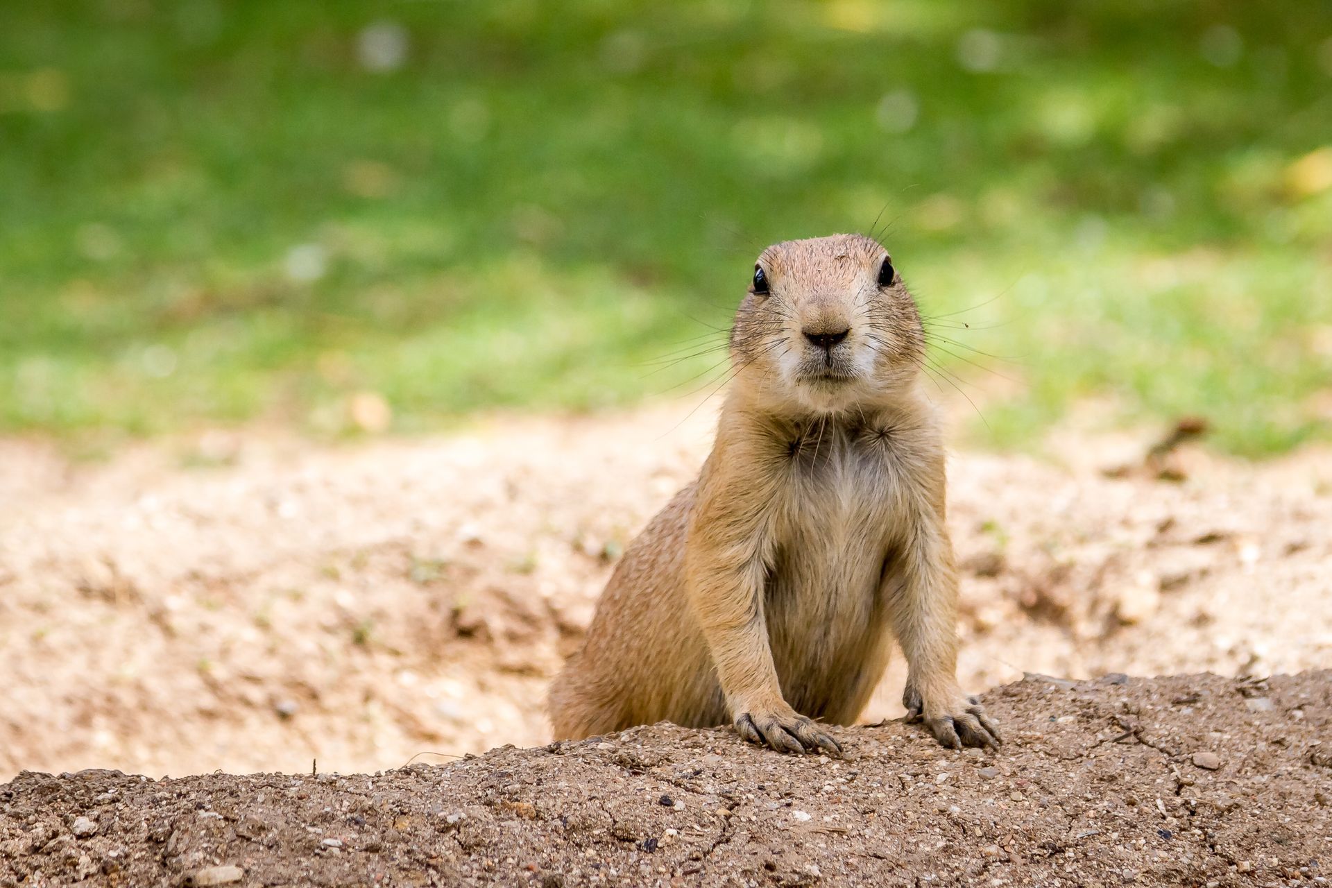 Gophers — Bay Area, CA — Patriot Pest Management