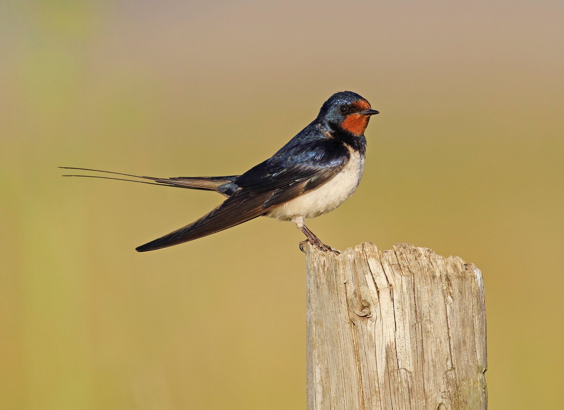 Birds — Bay Area, CA — Patriot Pest Management