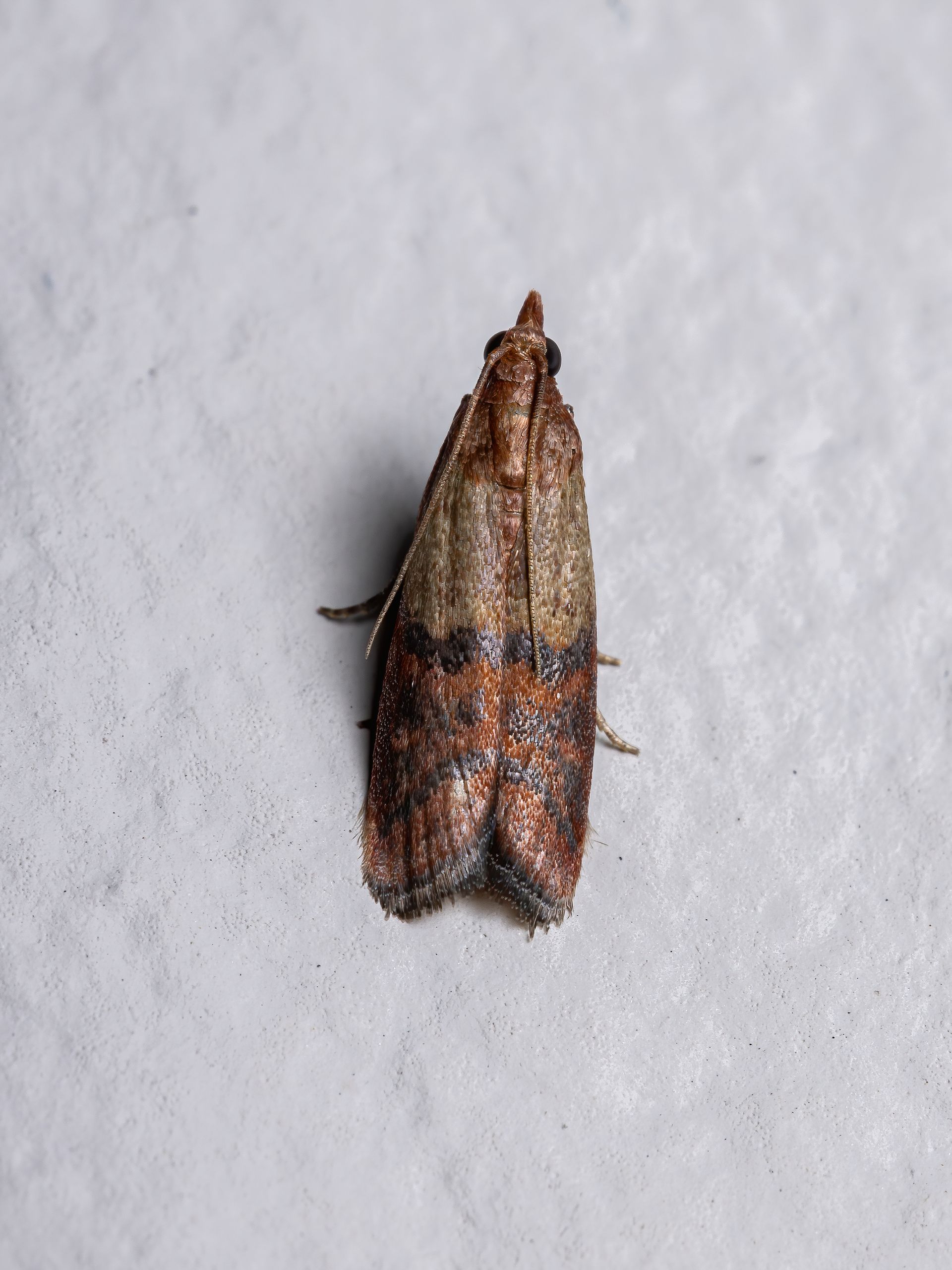 Fabric Pests — Bay Area, CA — Patriot Pest Management