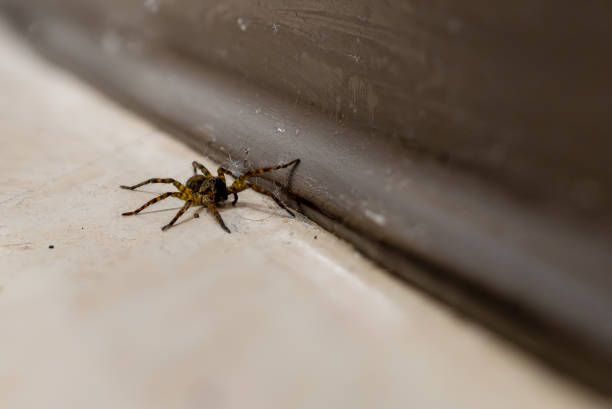 Brown and black striped spider crawling on dirty floor, highlighting need for pest control services.