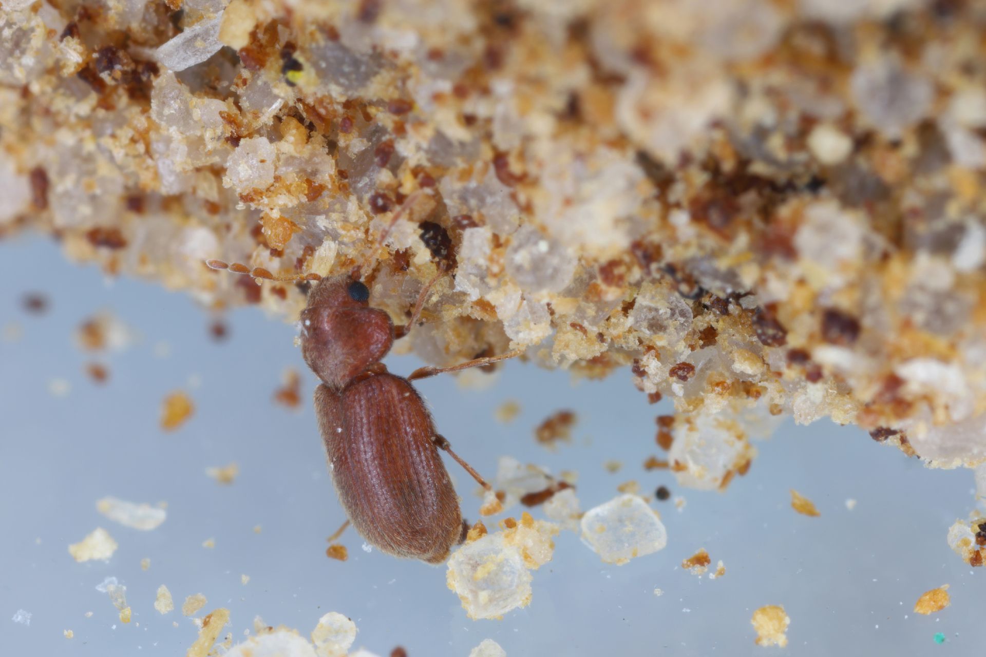 Stored Product Pests — Bay Area, CA — Patriot Pest Management