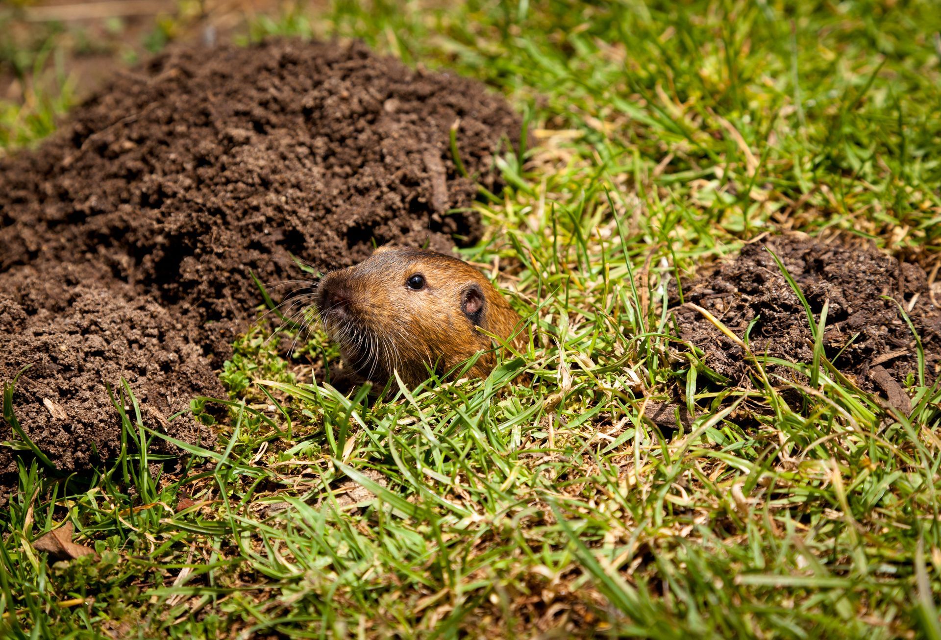 Mole emerging from a dirt mound in green grass.