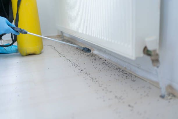 A man is spraying a room, demonstrating a method used in effective pest control services.