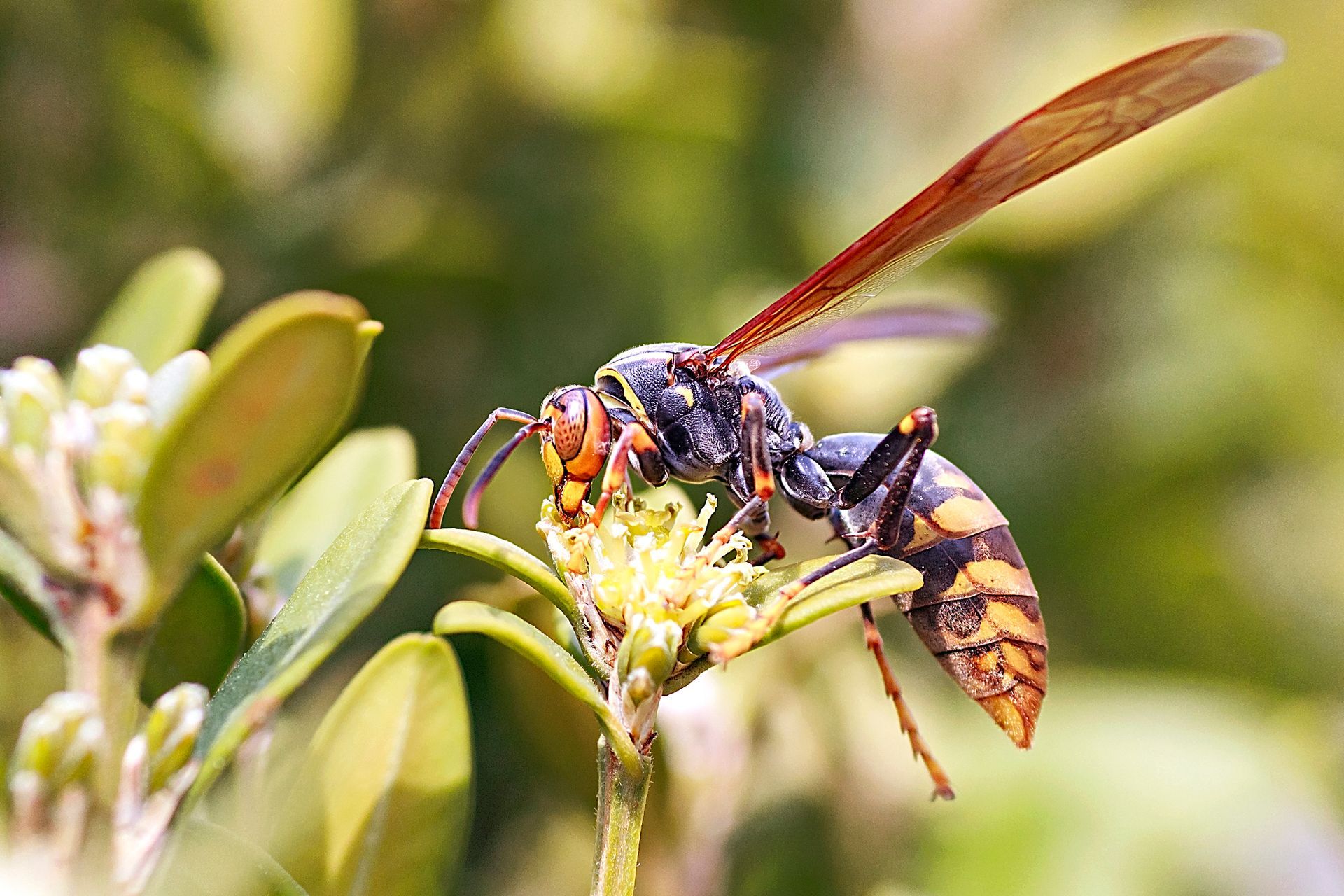Stinging Insects — Bay Area, CA — Patriot Pest Management