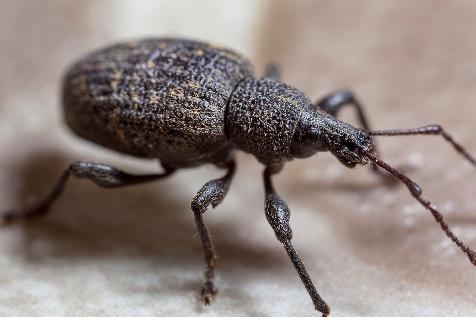 Pest Library — Bay Area, CA — Patriot Pest Management
