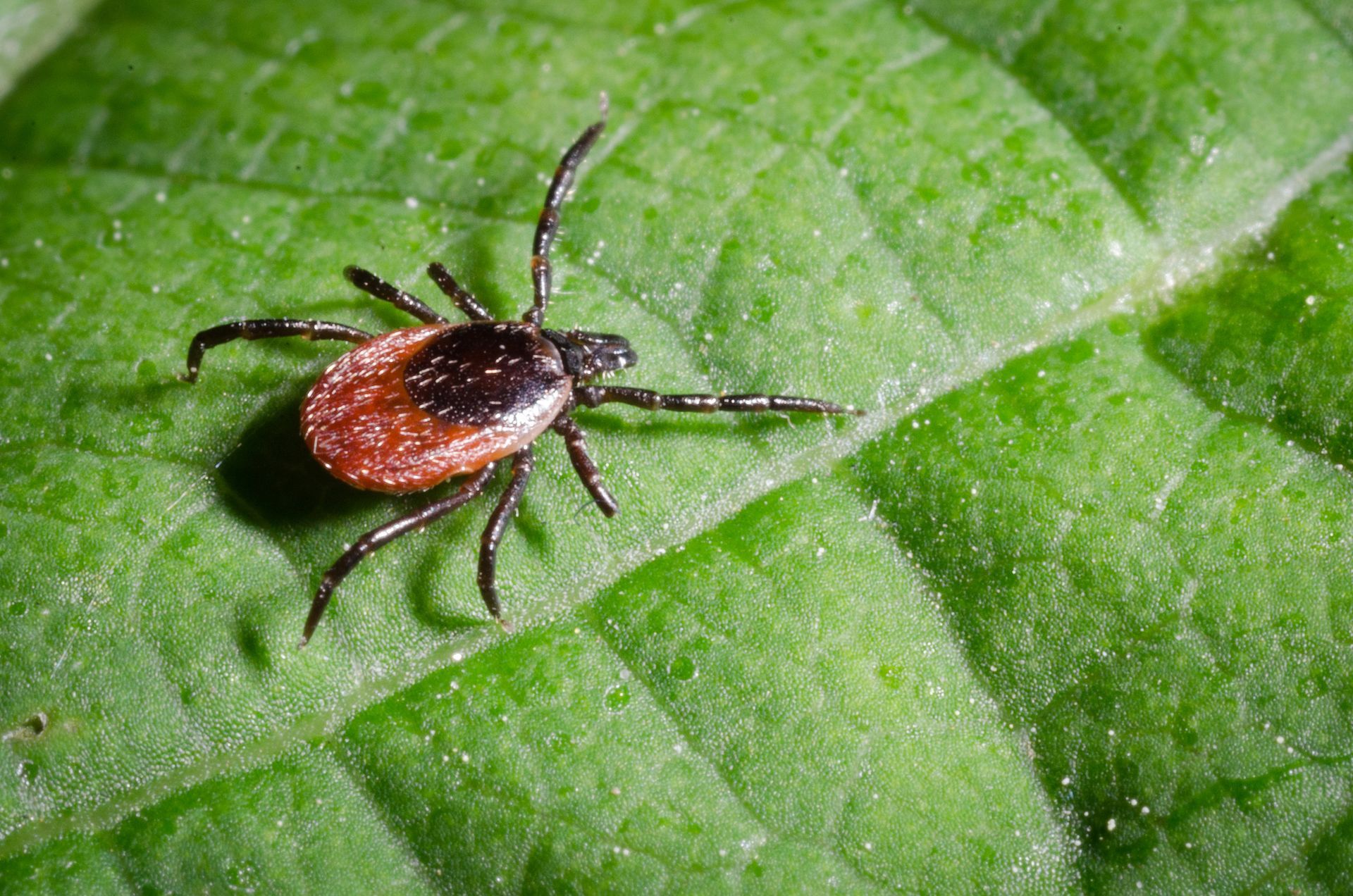Tick on a green leaf; brown and black insect with eight legs.