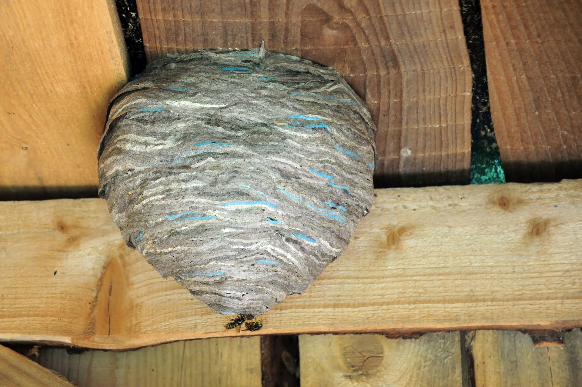 A wasp nest is sitting on top of a wooden fence. A wasp nest is sitting on top of a wooden fence.