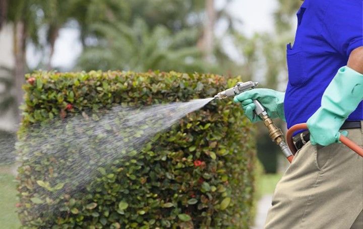 Treatment — Bay Area, CA — Patriot Pest Management