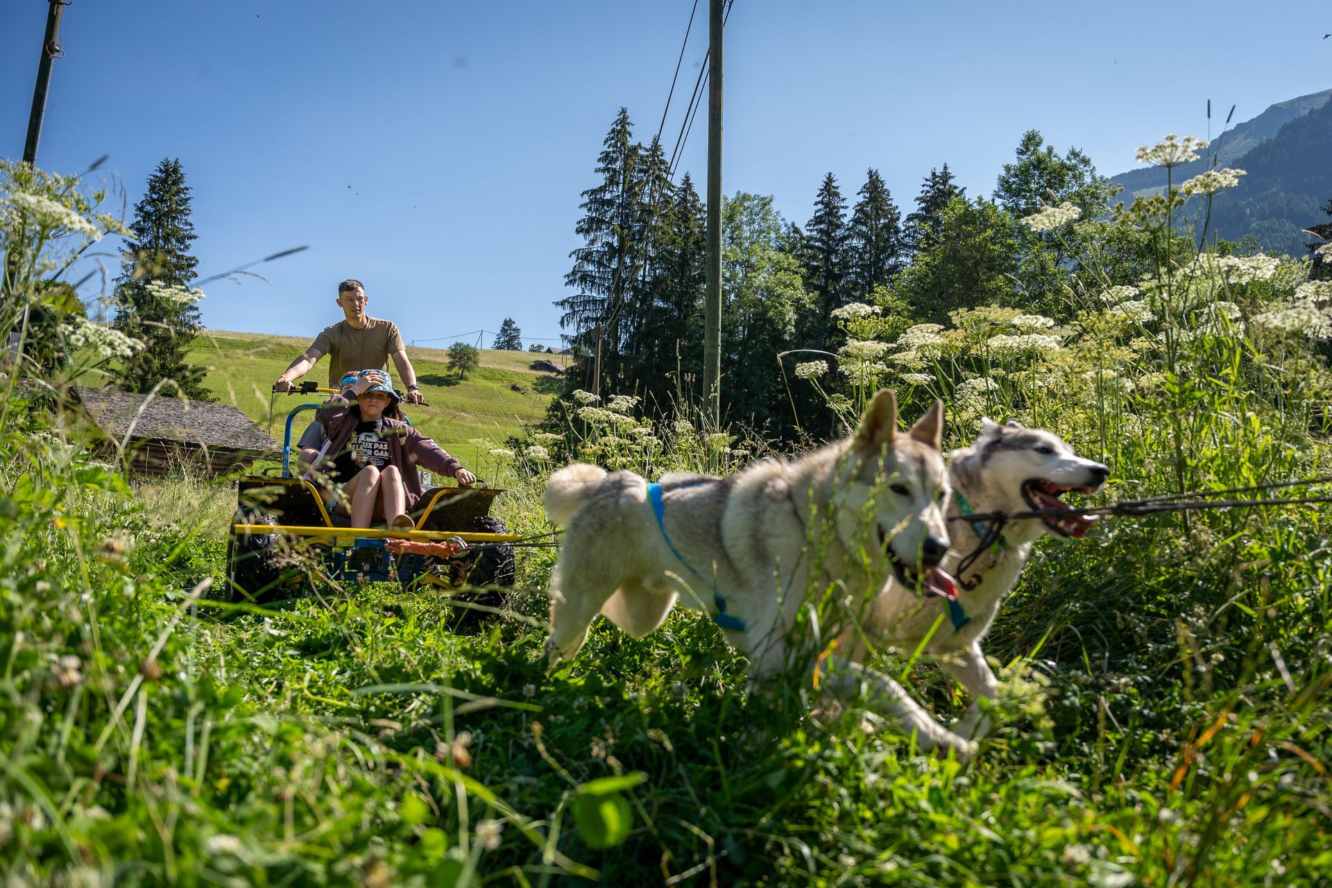 Ein Hundeschlittenteam rast durch eine verschneite Landschaft vor dem Hintergrund eines Waldes.
