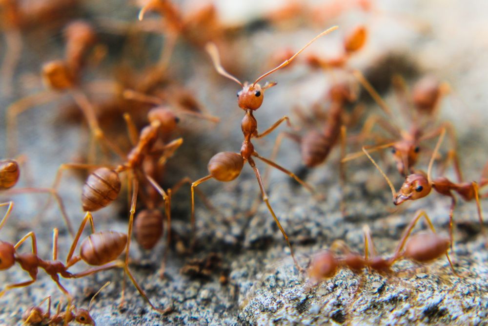 Red Ants