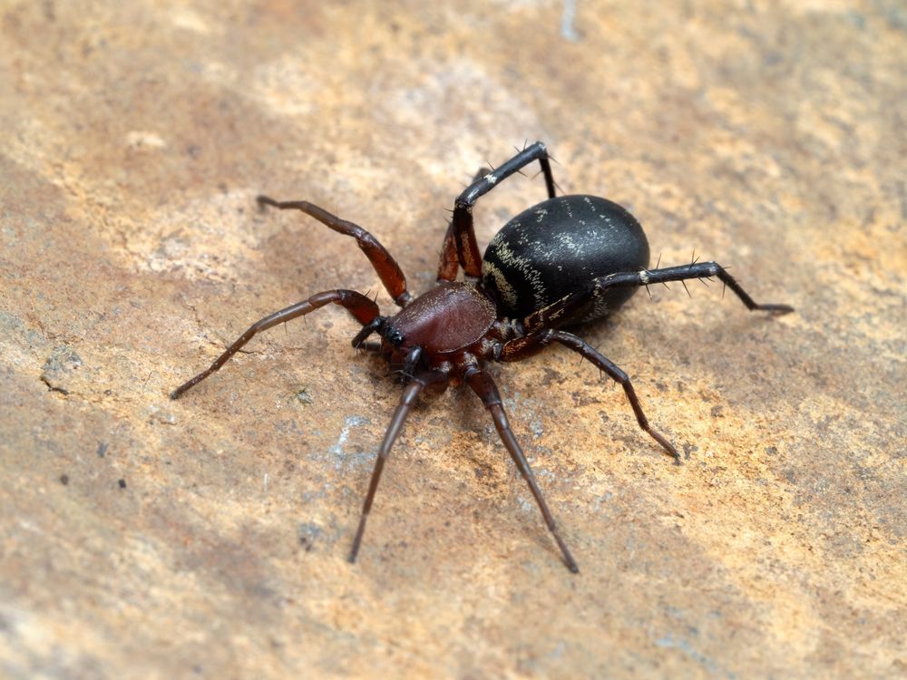 A Spider