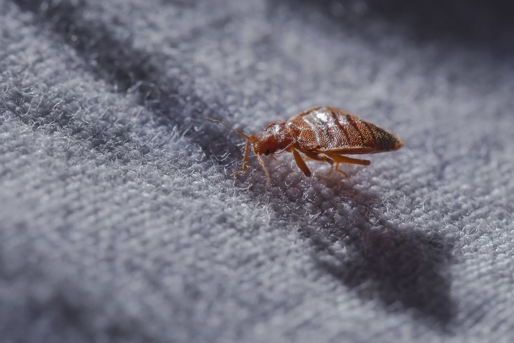A Bed Bug