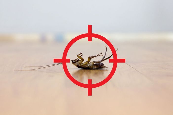 A Dead Cockroach