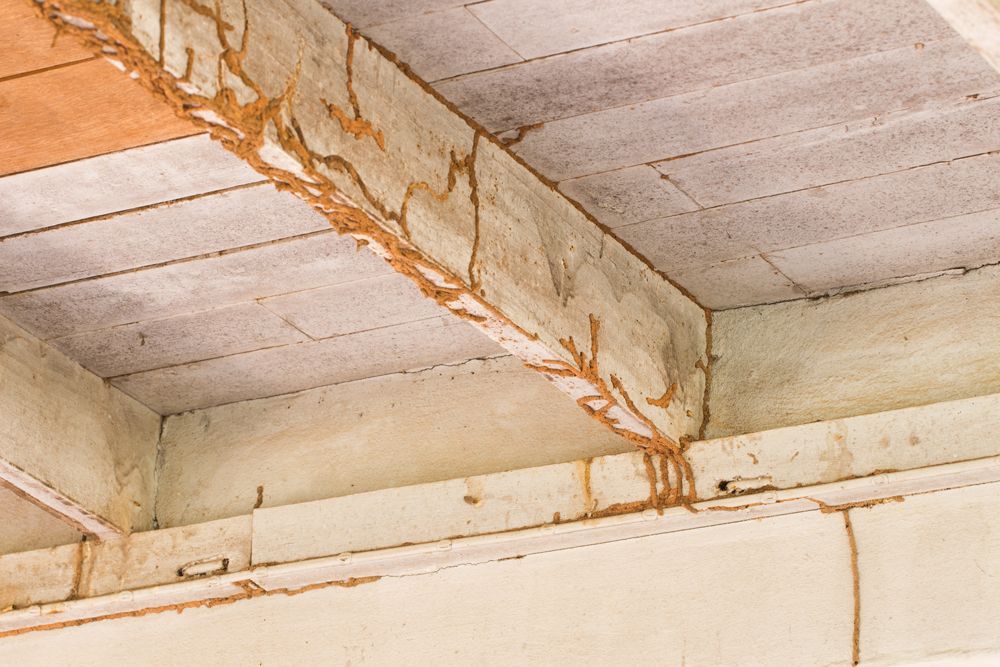Ceiling Full of Termites