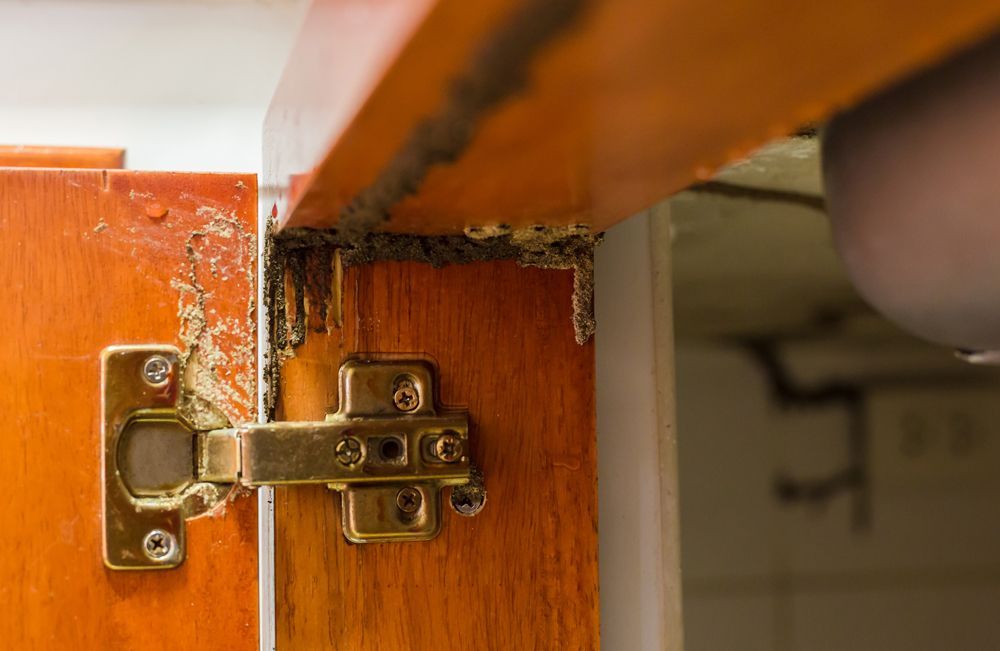 Cabinet With Termites