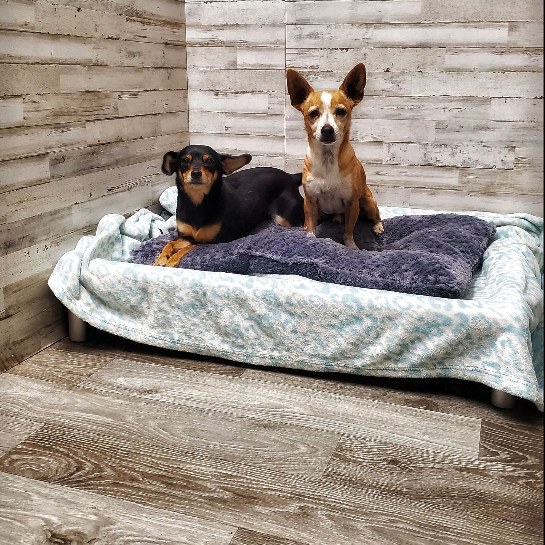 Luxury Pet Boarding Cleveland, Tennessee