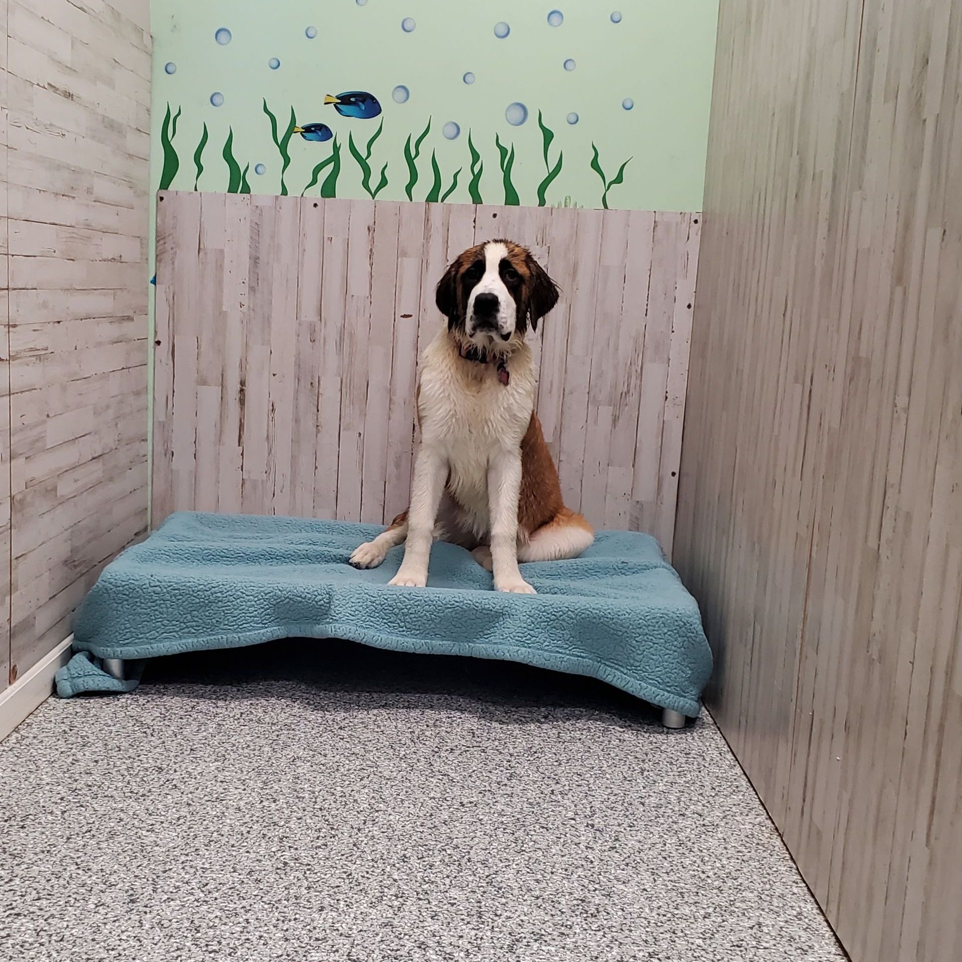 Luxury Pet Boarding Cleveland, Tennessee