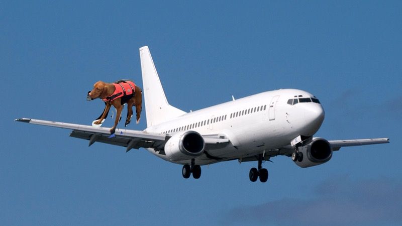 Low Back Pain - 6 Hour Flight - No Problem - Wayland Chiropractor Dr Matt Cooper
