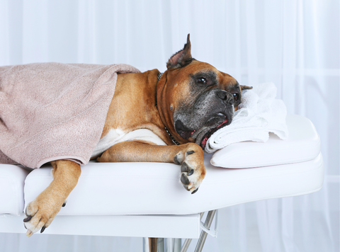 Boxer dog lying on a massage table, covered by a towel, appearing relaxed.