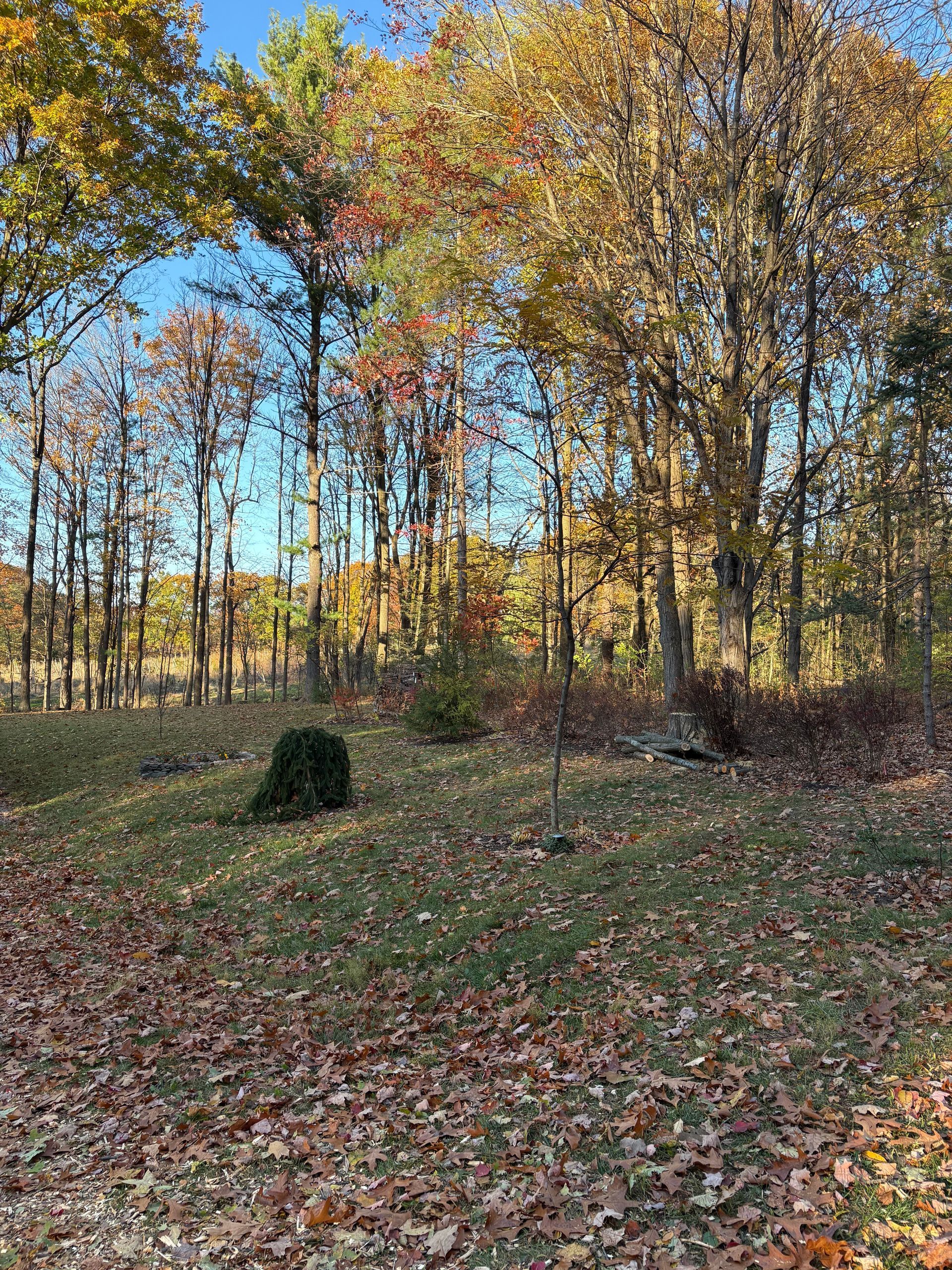 Tree Trimming in Penn Yan, NY