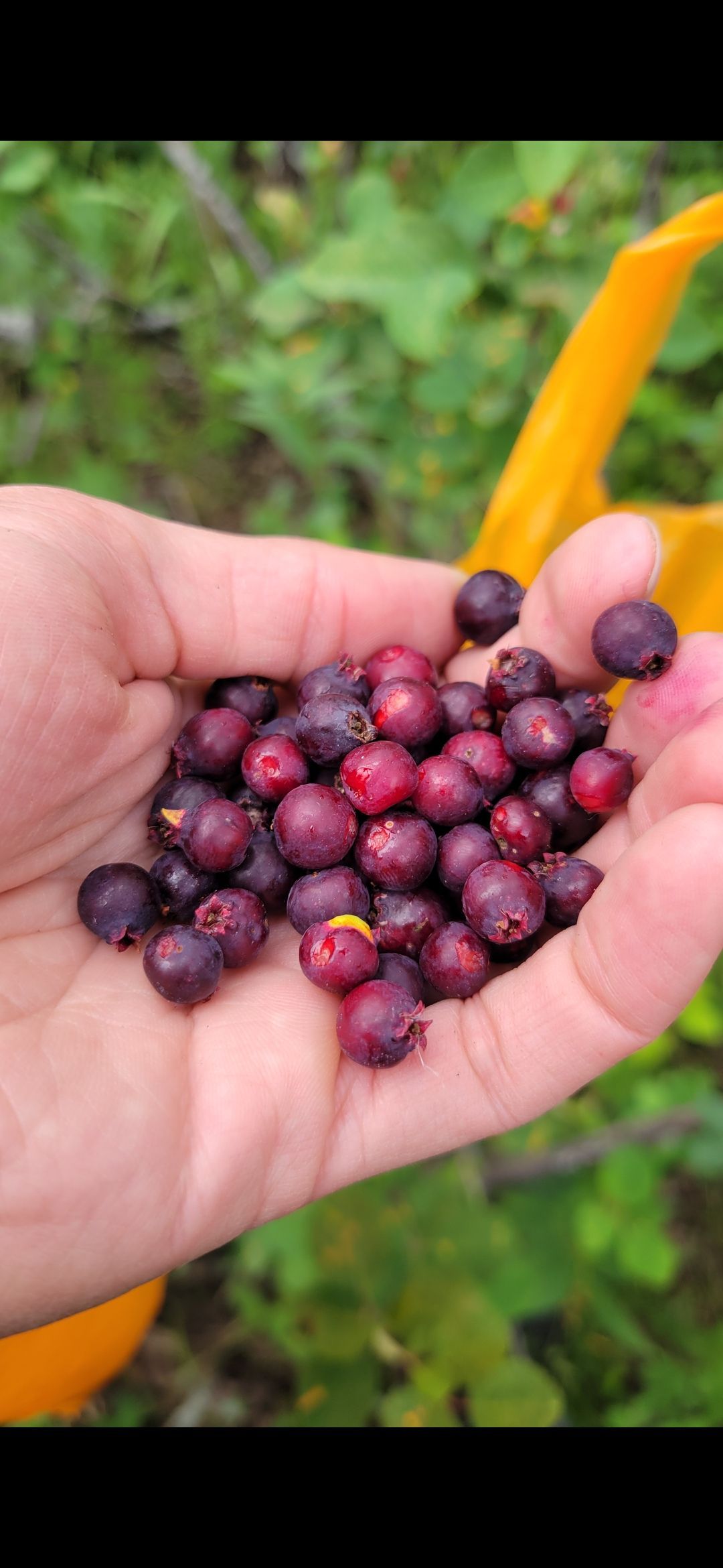 A hand holding a handful of dark purple, round serviceberries against a blurred green background.
