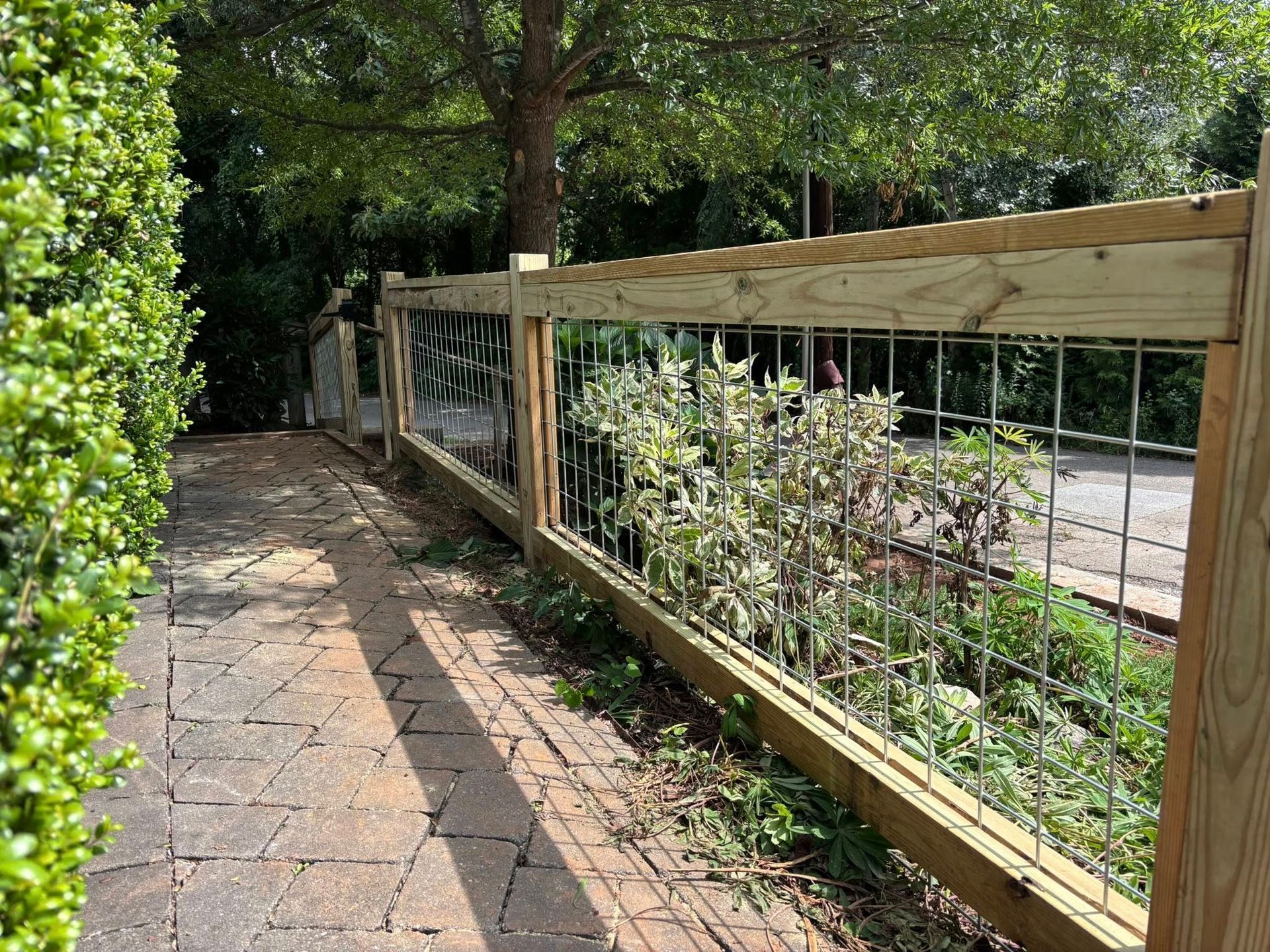Brick path beside a wooden fence with vines and trees in a sunny garden