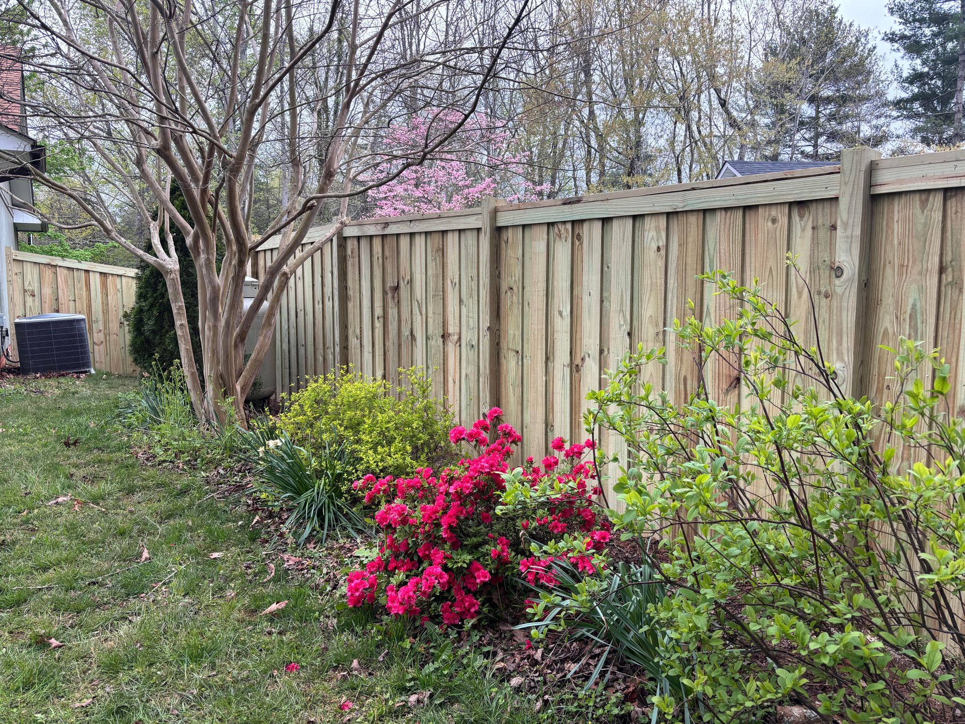 Backyard garden with pink flowering shrub, green plants, and a wooden fence
