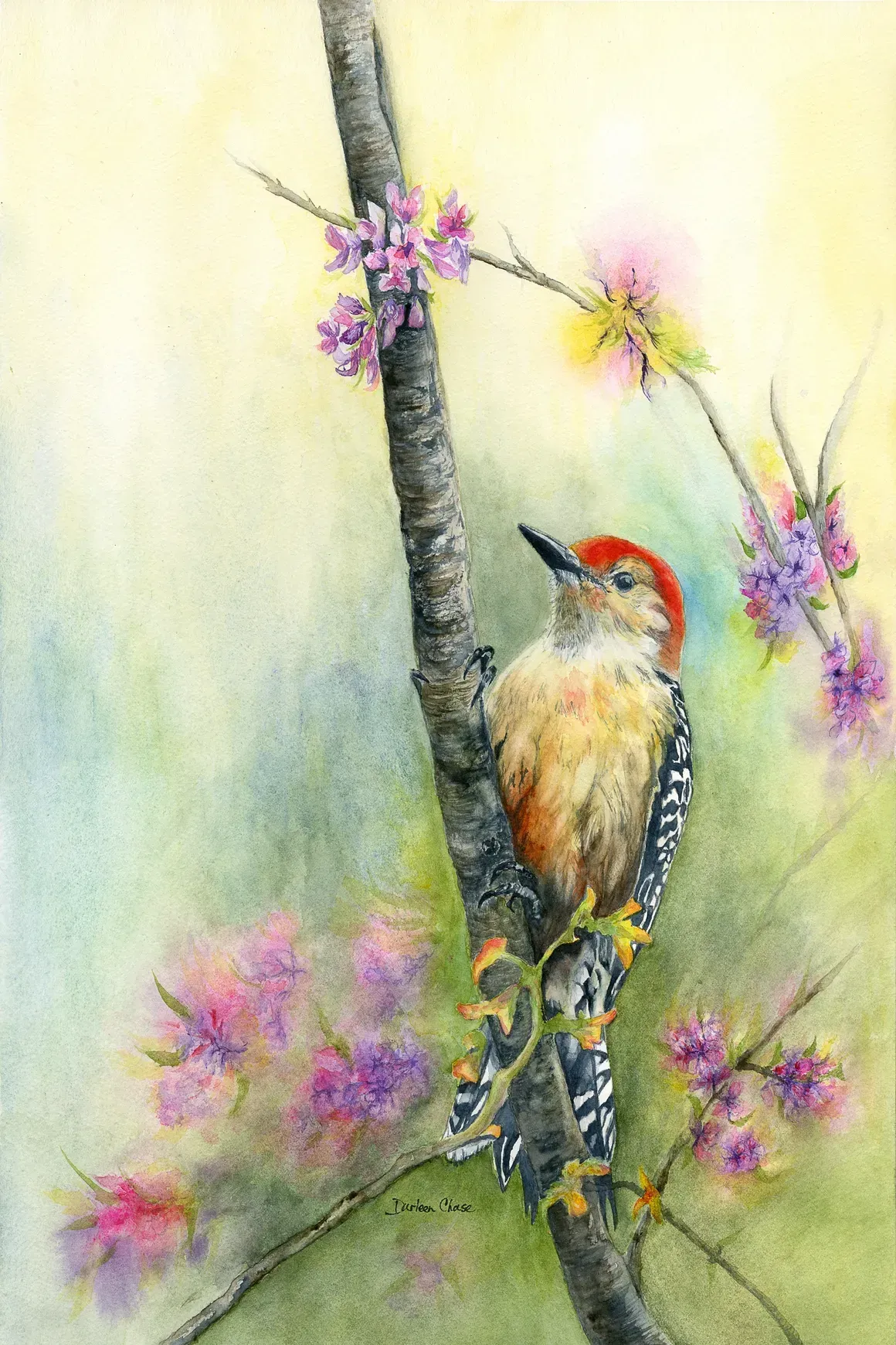 Woodpecker perched on a flowering branch with pink blossoms against a soft yellow background