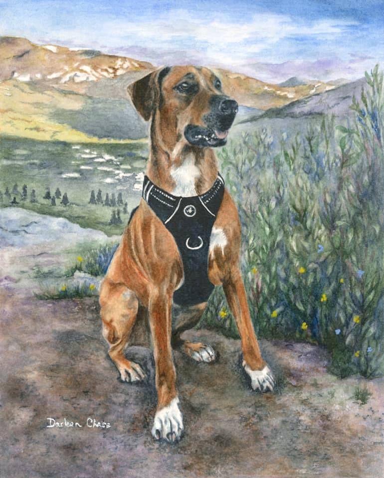 Brown dog in a black harness sitting on a mountain trail with hills and trees in the background