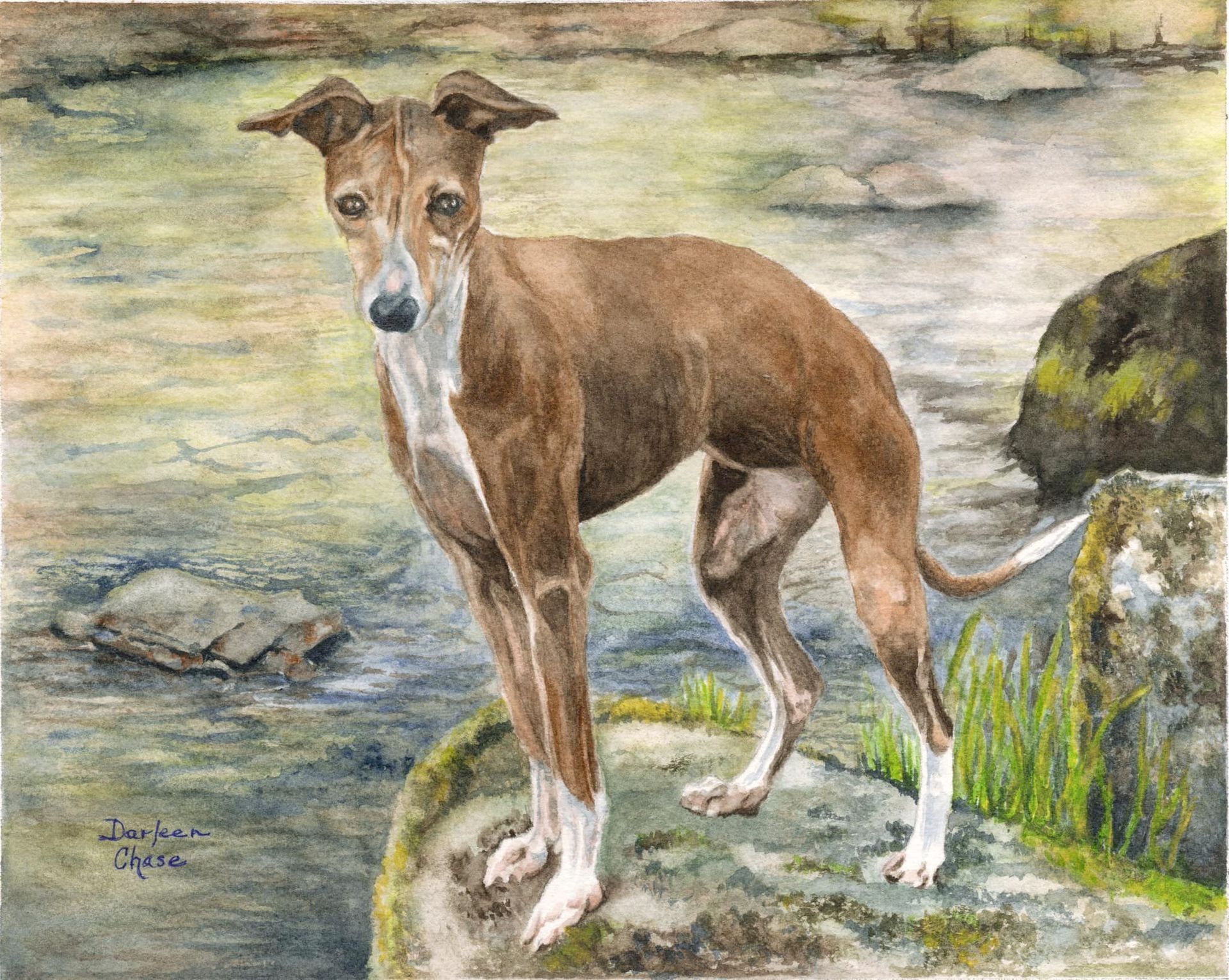Brown-and-white greyhound standing on a rocky shore beside water