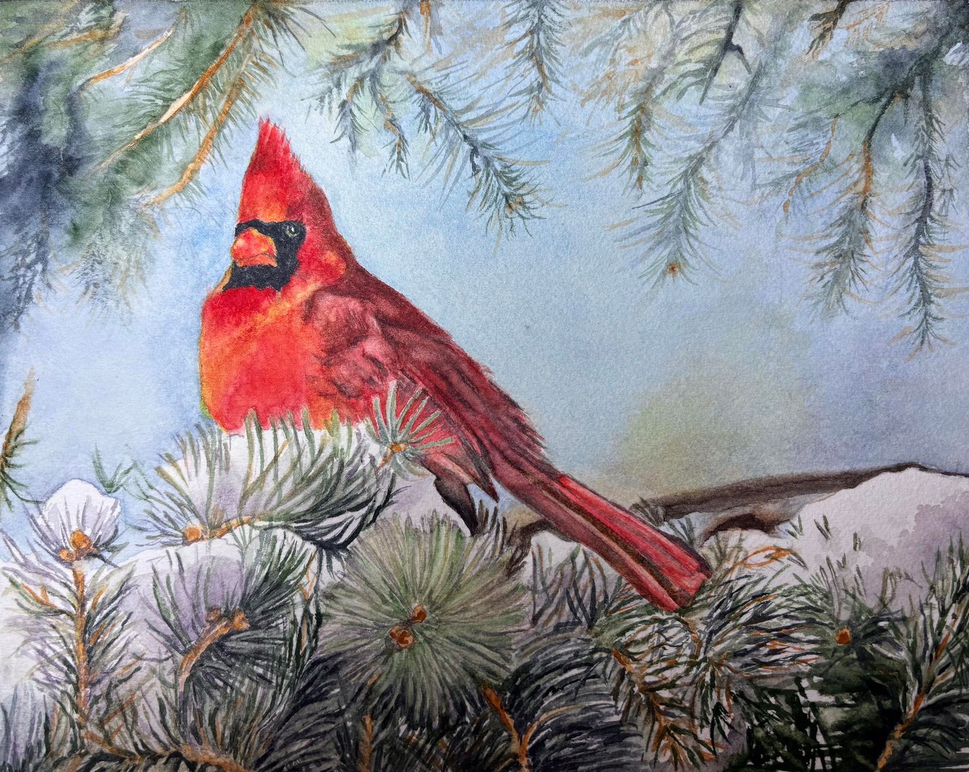 Bright red cardinal perched on snowy pine branches