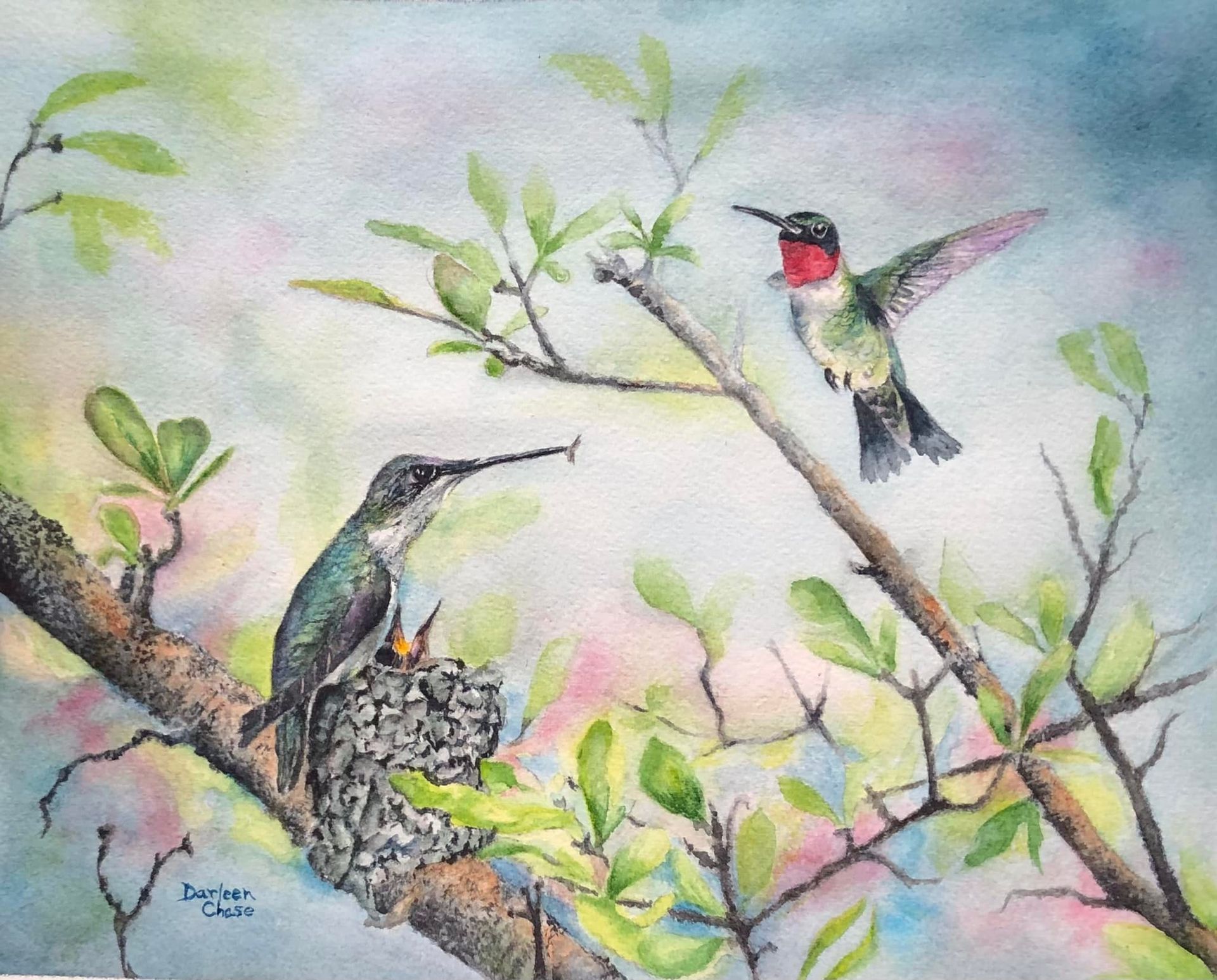 Watercolor of two hummingbirds on flowering branches, one hovering near a red blossom, one perched nearby.