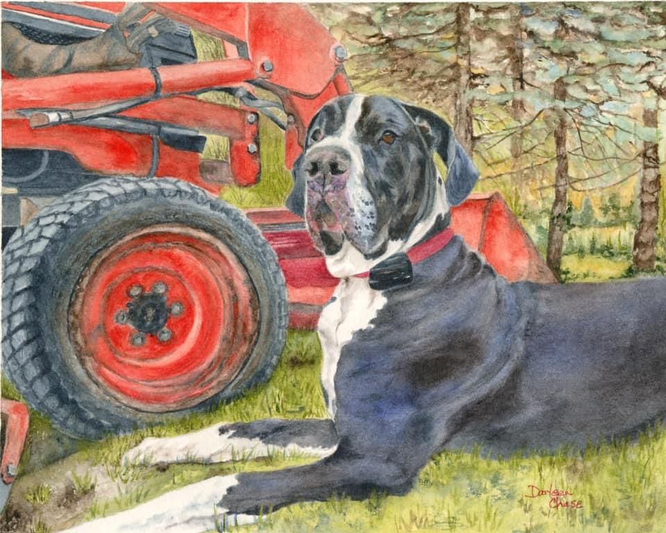 Black-and-white dog lying beside a red tractor in a grassy wooded area
