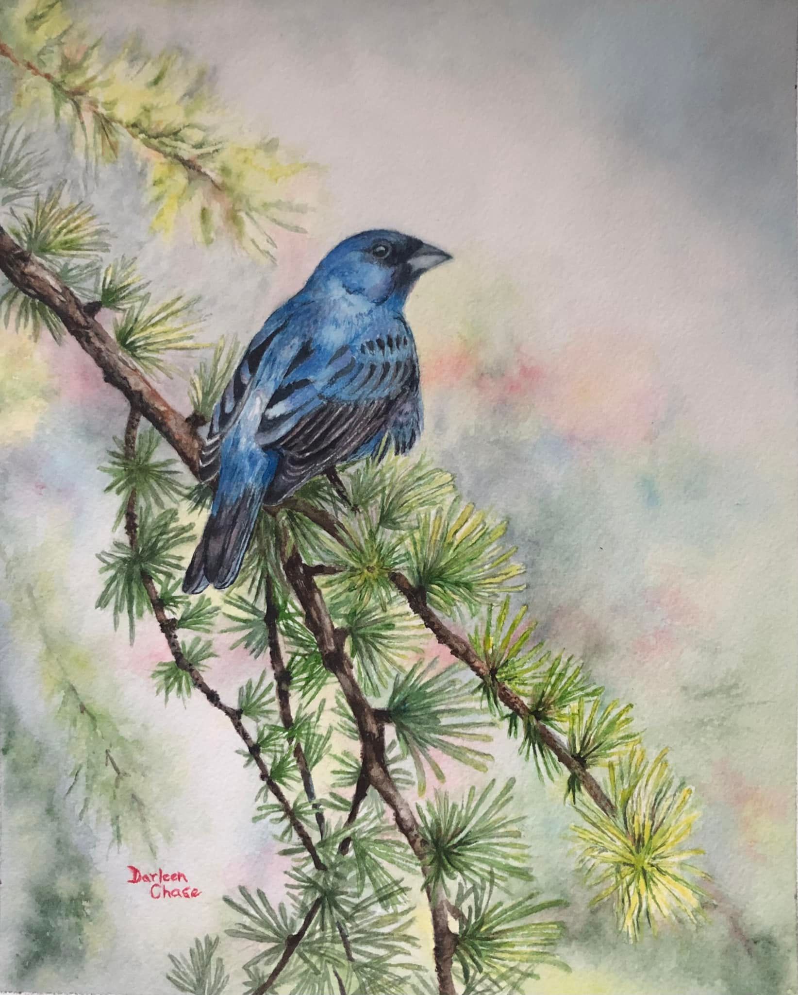 Blue bird perched on pine branches with yellow-green needles against a soft pastel background