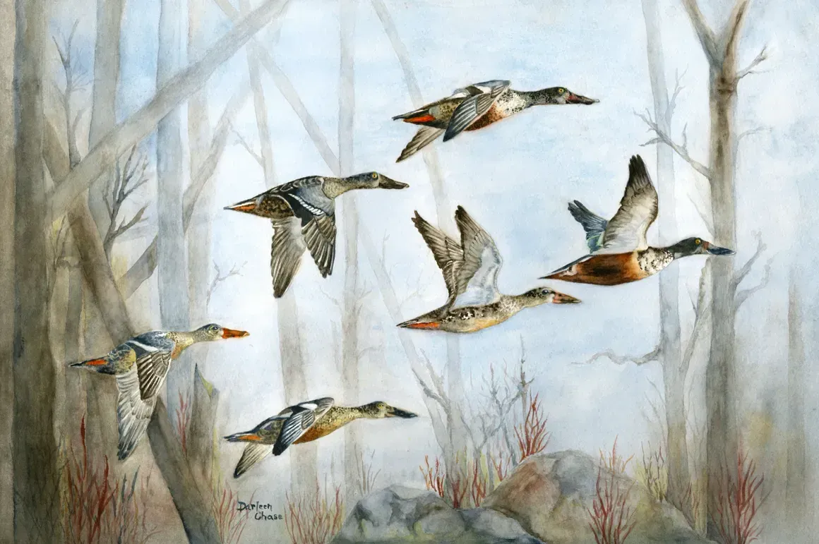 Five ducks in flight over a misty winter marsh with bare trees