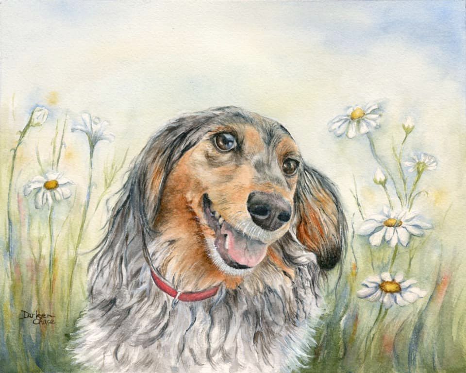 Watercolor of a smiling long-haired dachshund among white daisies in a soft meadow.