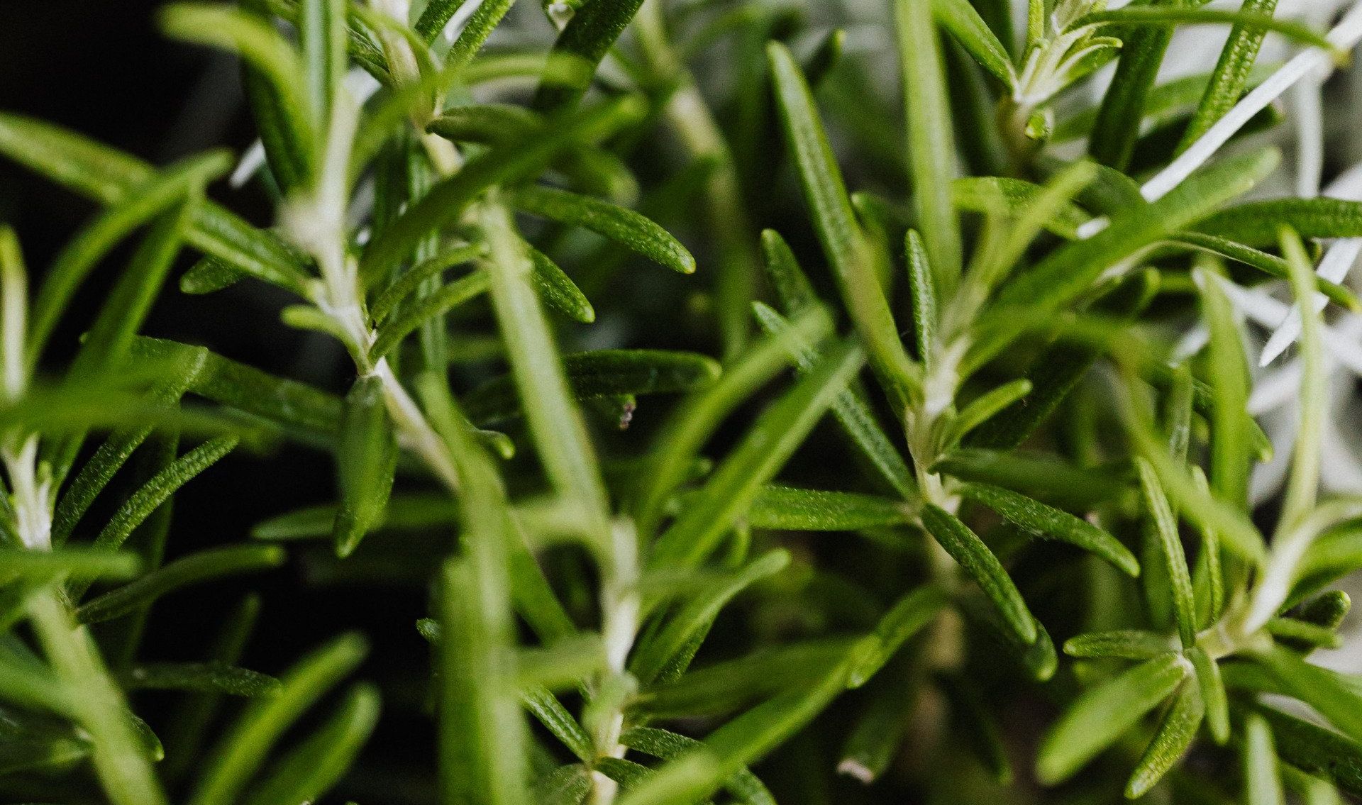 rosemary oil does not regrow hair