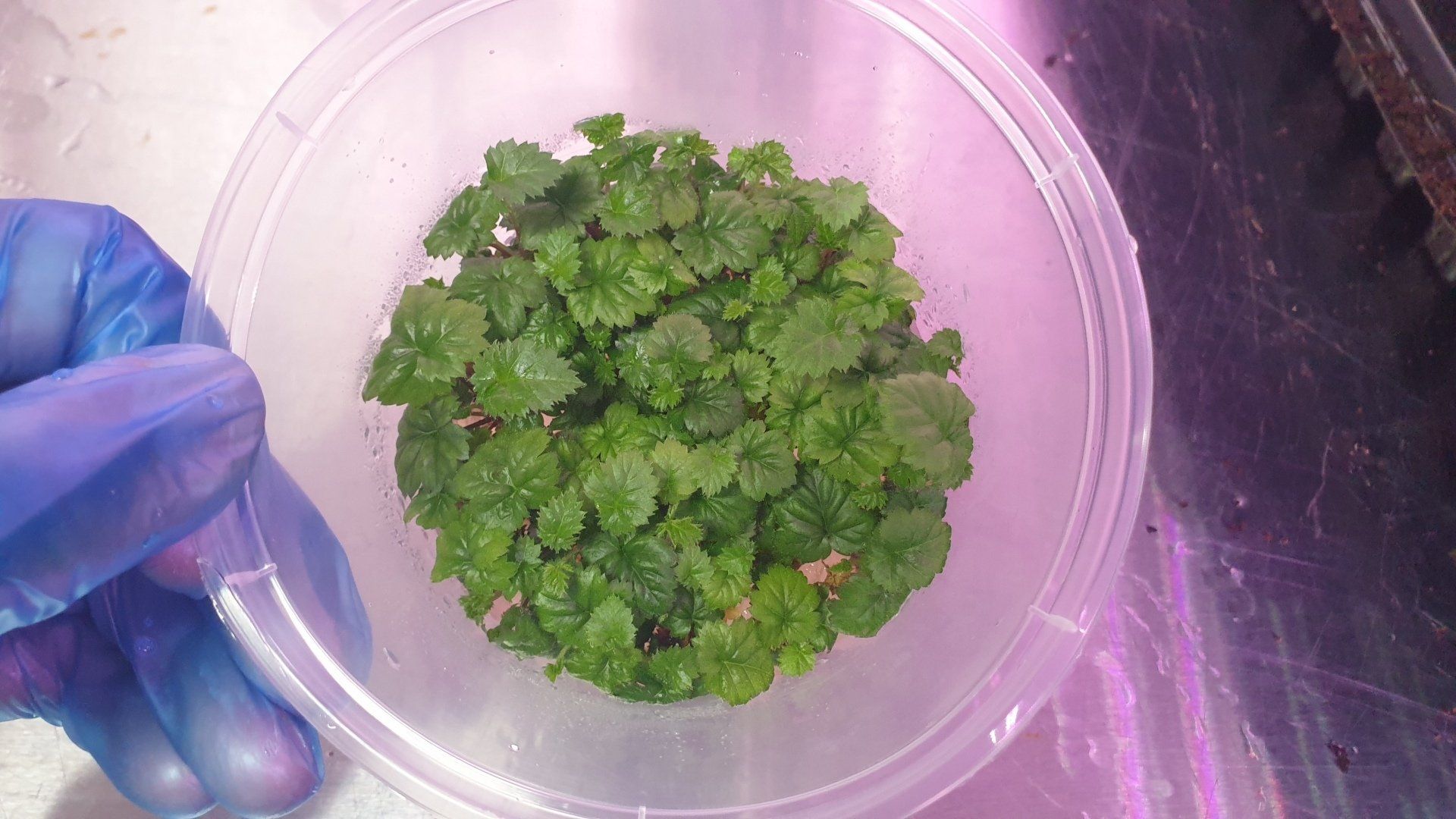 High Health Propagation