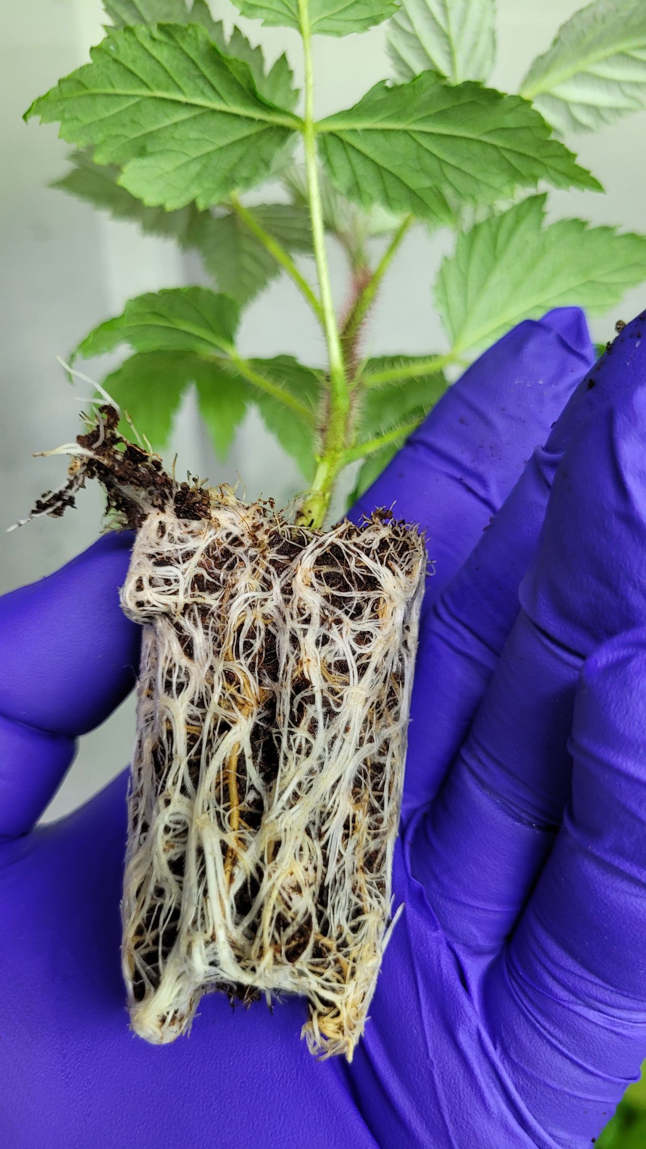 High Health Propagation