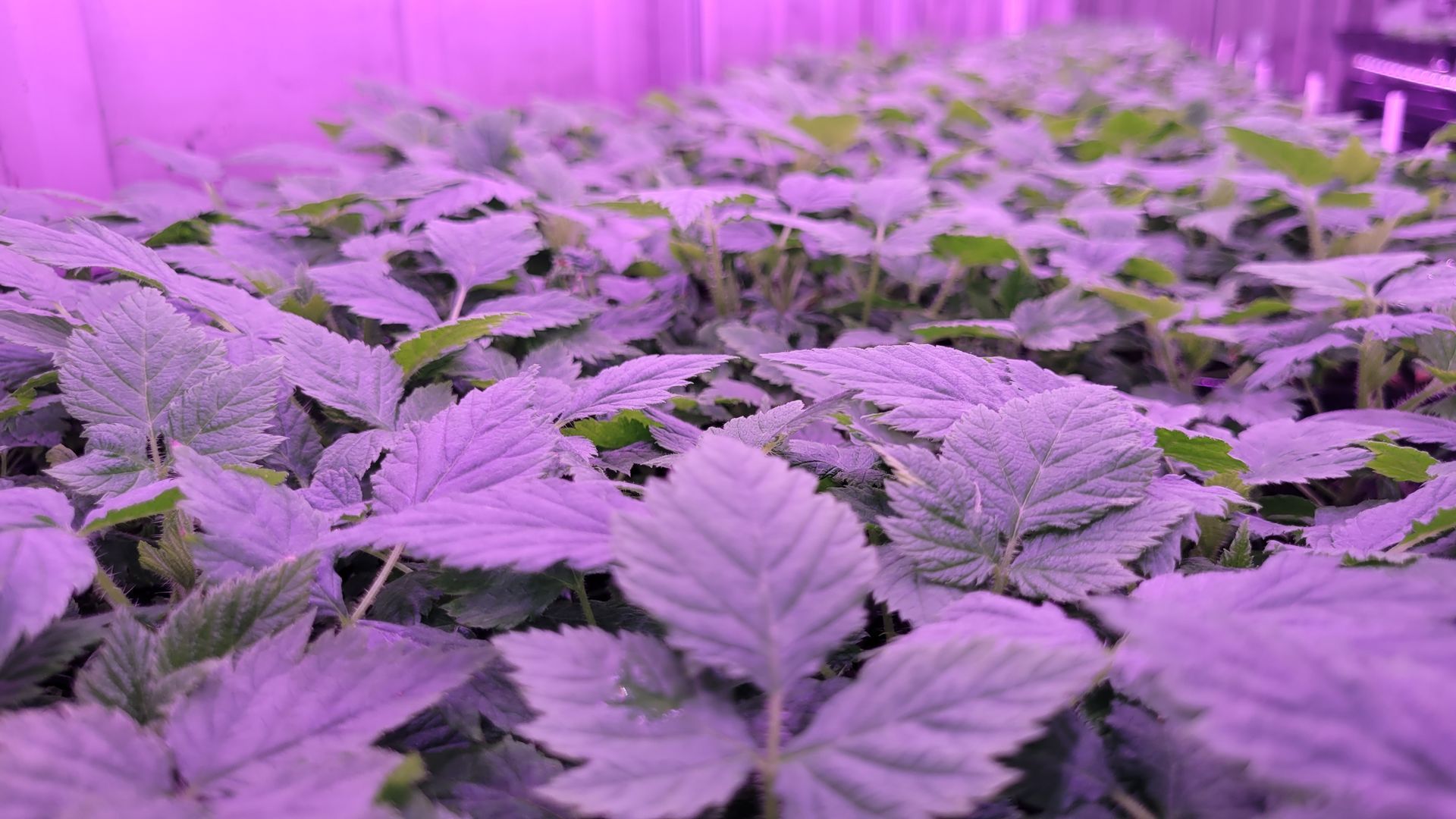 High Health Propagation
