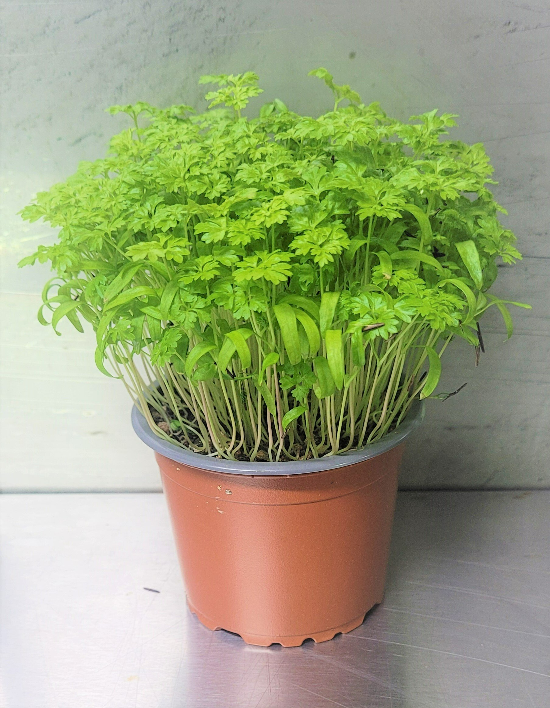 Australian Supplier - Microgreens - Micro Herbs