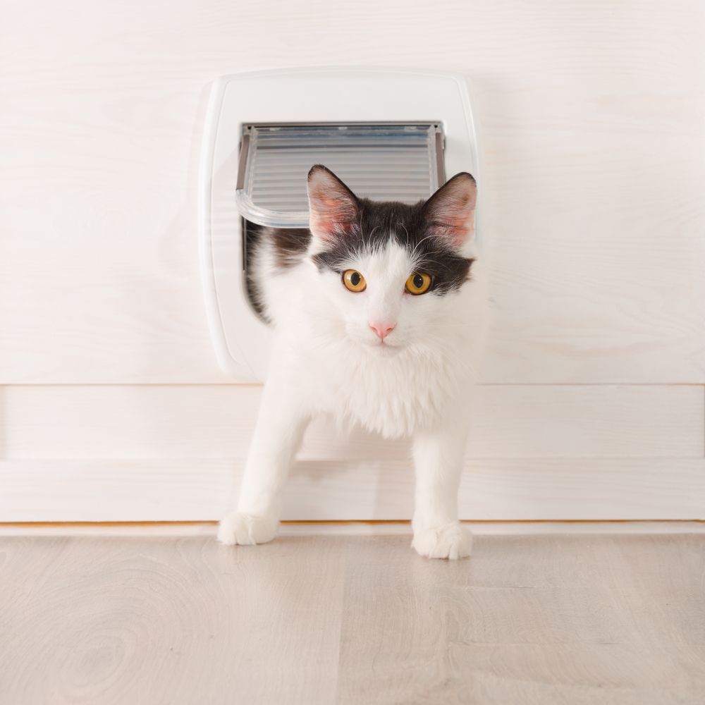 Cat Passing Through The Cat Door — Coastal Screens & Glass in Laurieton, NSW