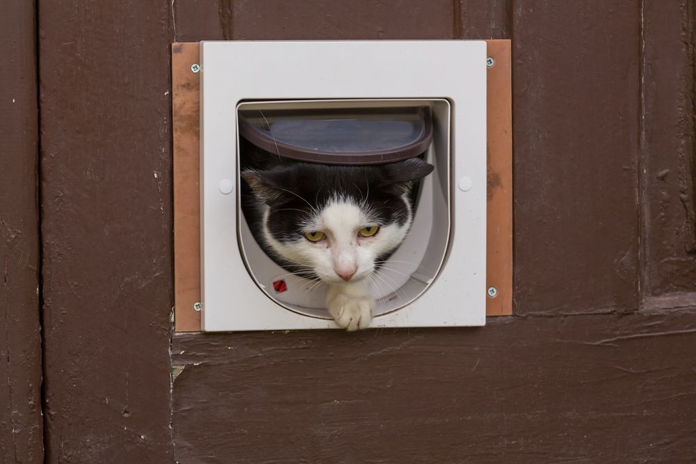 Close Up Shot of Cat in The Door — Coastal Screens & Glass in South West Rocks, NSW