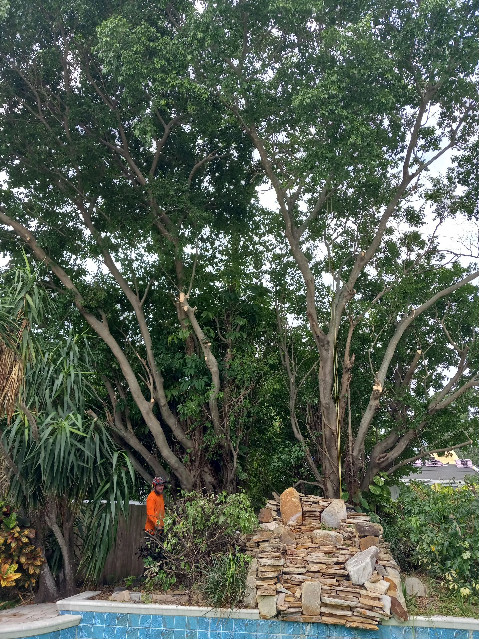 A man is cutting a tree next to a swimming pool.
