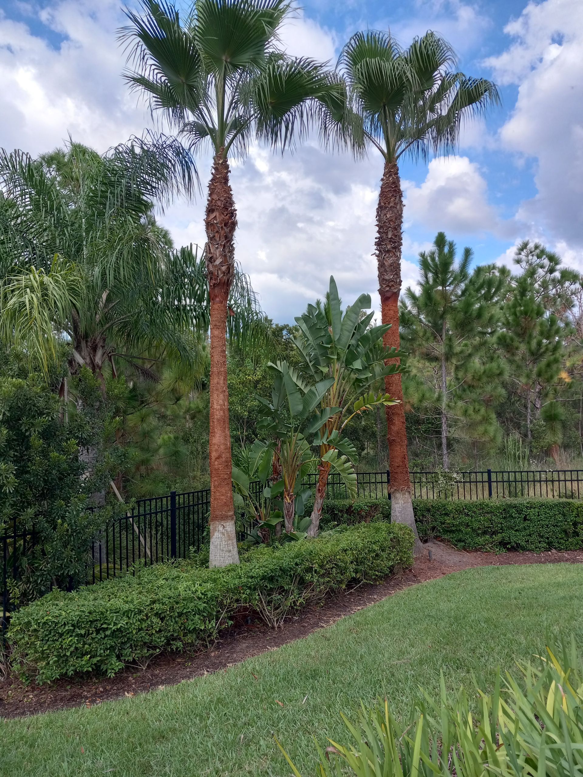 Two palm trees are standing next to each other in a park.
