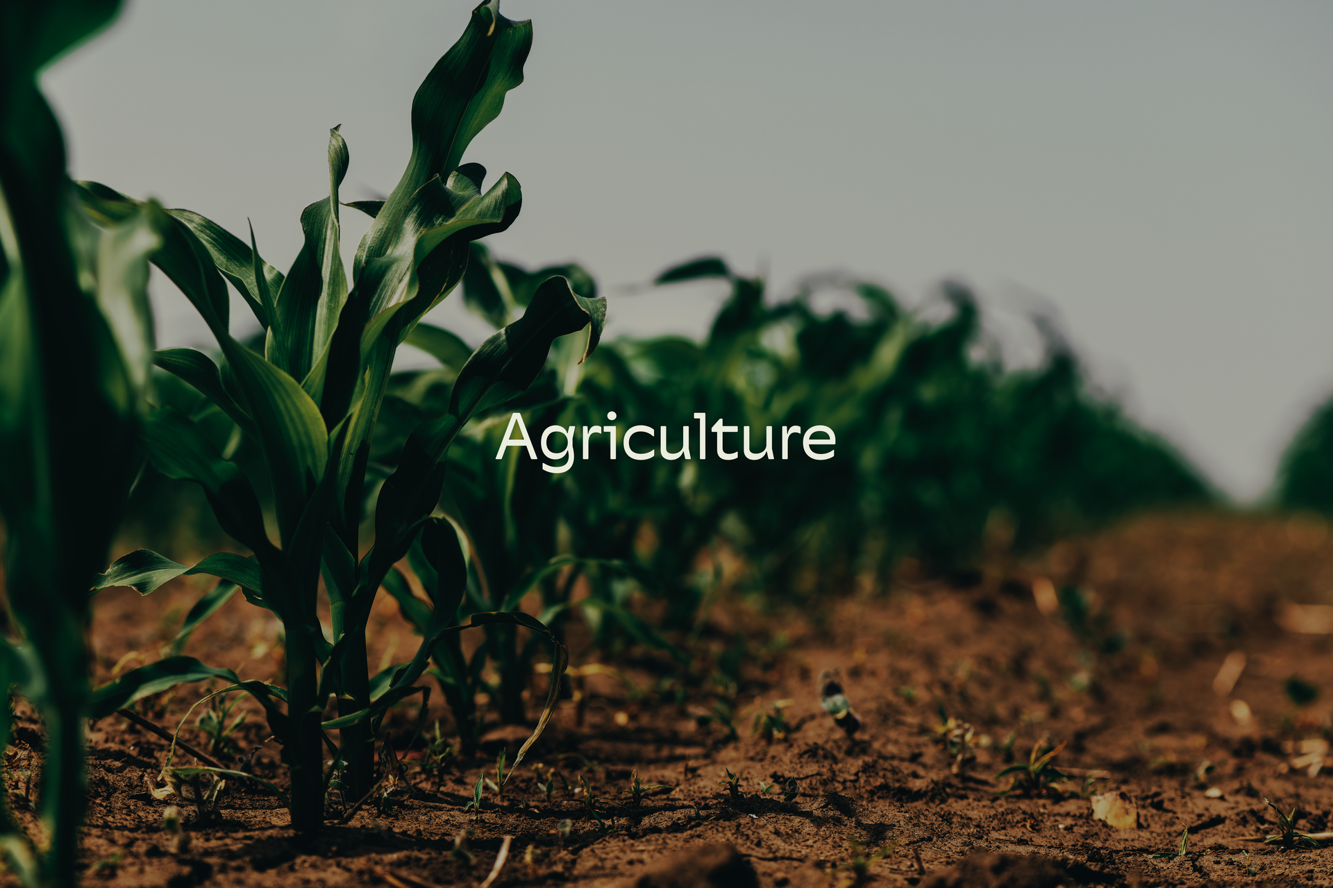 A close up of a field of plants with the word agriculture written on it.