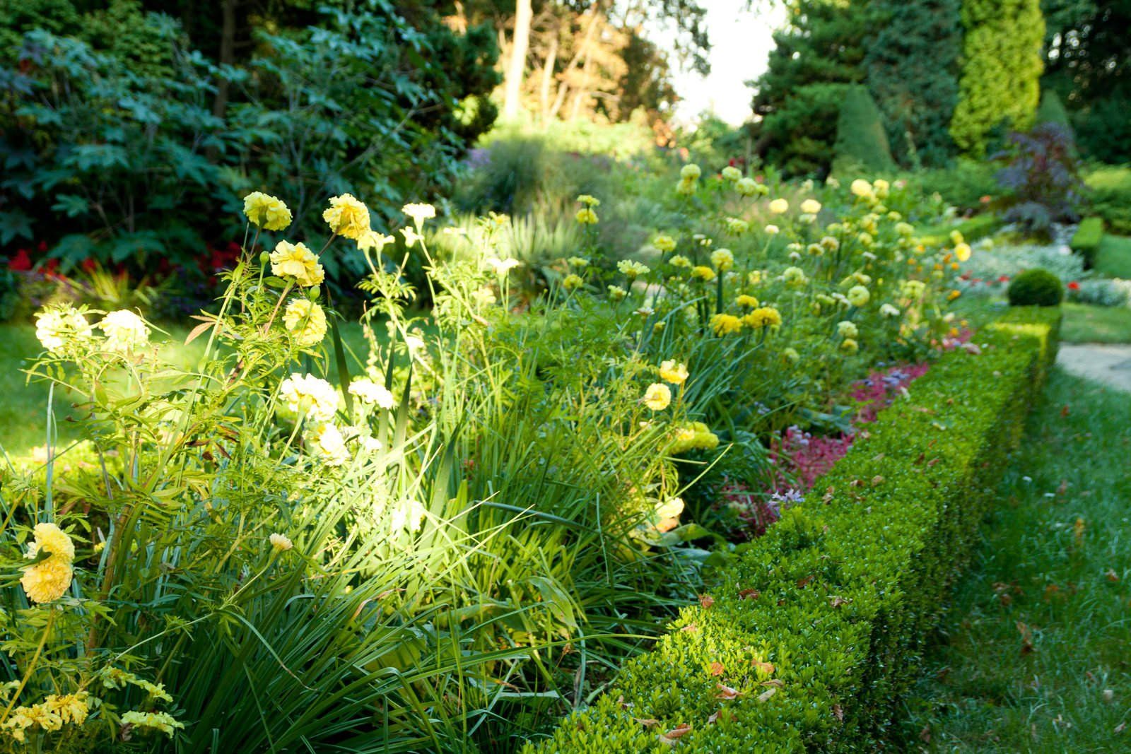 a trimmed mini hedge landscaping schaumburg company