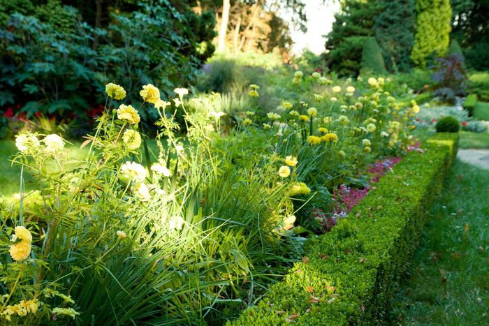 a trimmed mini hedge landscaping schaumburg company